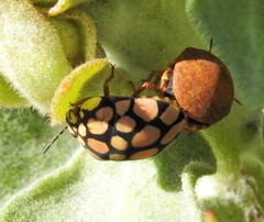 Steganocerus multipunctatus