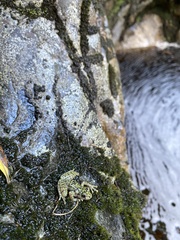 Heleophryne purcelli