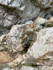 Heleophryne purcelli