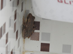 Polypedates maculatus