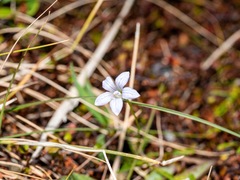 Wahlenbergia albomarginata