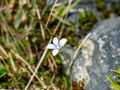 Wahlenbergia albomarginata