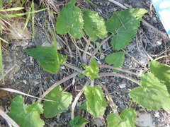 Campanula alliariifolia