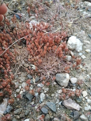 Sedum aetnense