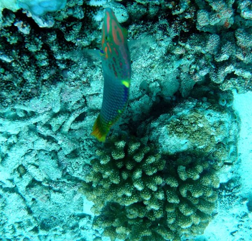 Checkerboard Wrasse — seen at this dive site