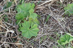 Alchemilla