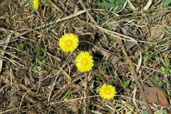 Tussilago farfara