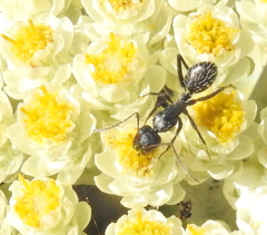 Camponotus niveosetosus