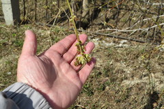 Acer negundo