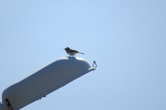Motacilla alba