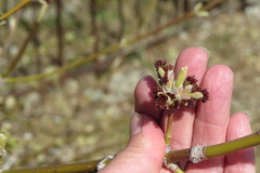 Acer negundo