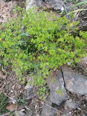 Euphorbia taurinensis