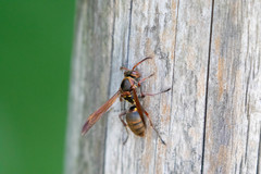 Polistes nipponensis