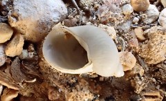 Austropeplea papyracea