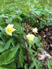 Anemonoides × lipsiensis