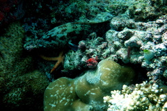 Epinephelus fuscoguttatus