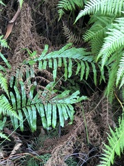 Blechnum wattsii
