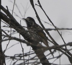 Purnella albifrons