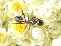 Camponotus niveosetosus