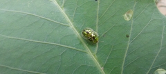 Cassida circumdata