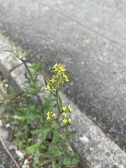 Sisymbrium officinale