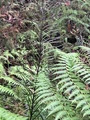 Blechnum wattsii