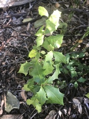 Alchornea ilicifolia