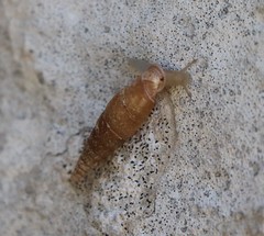 Alinda biplicata