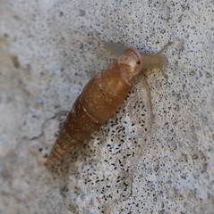 Alinda biplicata