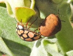 Steganocerus multipunctatus