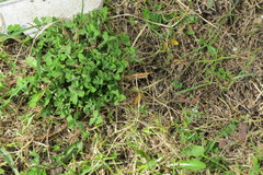 Trifolium pratense