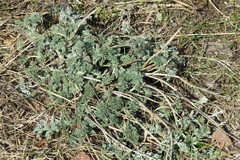 Artemisia absinthium