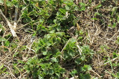 Urtica dioica