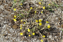 Tussilago farfara