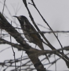 Purnella albifrons