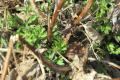Artemisia vulgaris