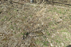 Artemisia vulgaris