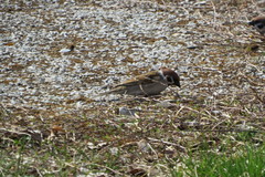 Passer montanus