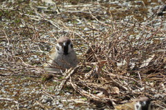 Passer montanus