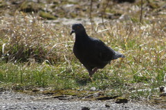 Columba livia domestica