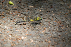 Asiagomphus melaenops