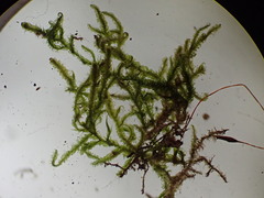 Stereodon callichrous