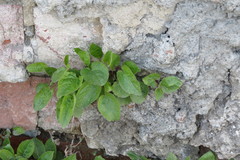 Campanula rapunculoides