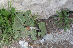 Arctium tomentosum