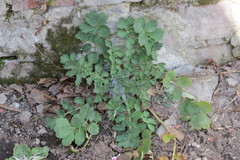 Chelidonium majus