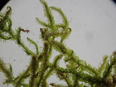 Stereodon callichrous