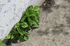 Campanula rapunculoides