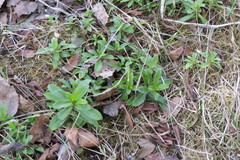 Dianthus barbatus
