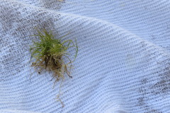 Bryopsida