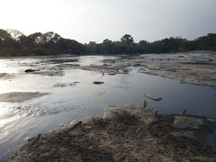 Burhinus senegalensis